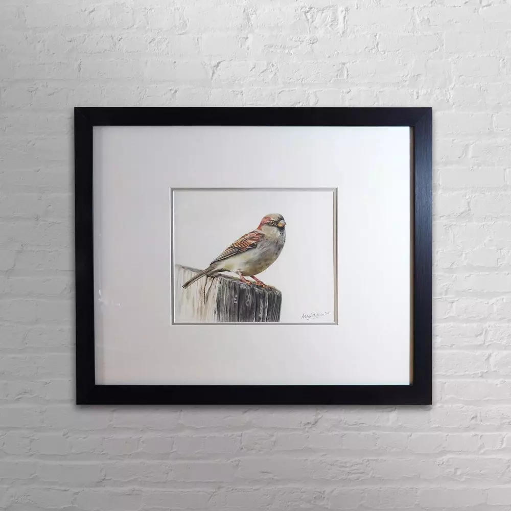 House Sparrow Framed Original